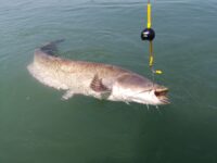 Black Cat Cat Ball Glow 80g