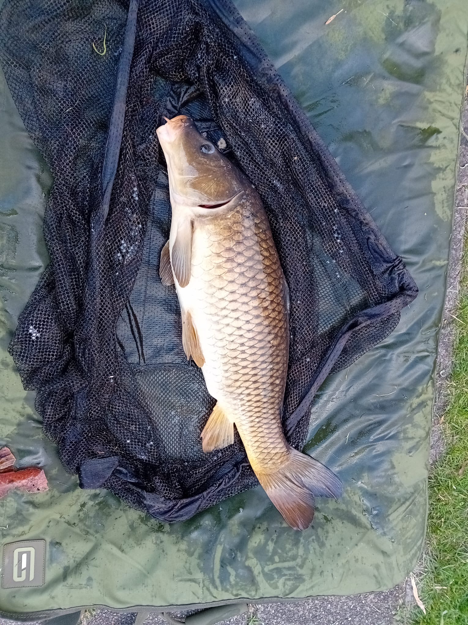 Karper tot ca. 5kg als aas voor meerval