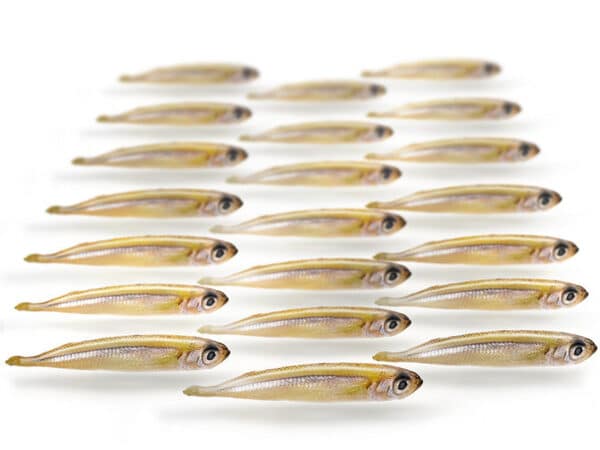 Prebaits Turkse (kleine) Spiering - Vacuüm verpakt 175 Gram