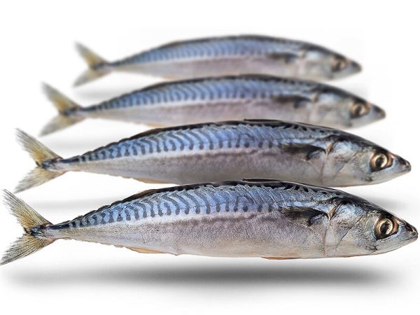 Prebaits Makreel Middel - Vacuüm verpakt 450-550 Gram
