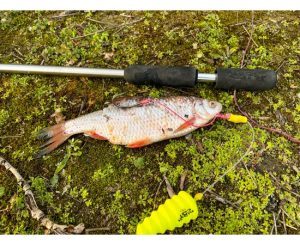 Black Cat Dead Bait Puncher
