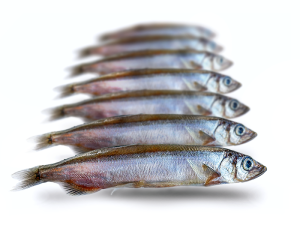 Prebaits Lodde (Capelin) - Vacuüm verpakt 200 Gram